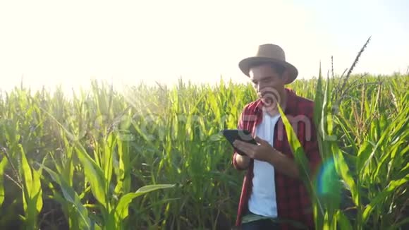 智慧农耕理念慢动作视频生活方式农学家手拿平板电脑触摸板电脑在玉米地是视频的预览图