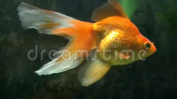 水下奇异鱼类的镜头股票镜头视频的预览图