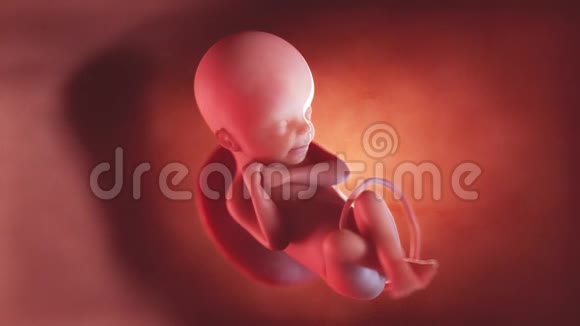 人类胎儿第24周视频的预览图