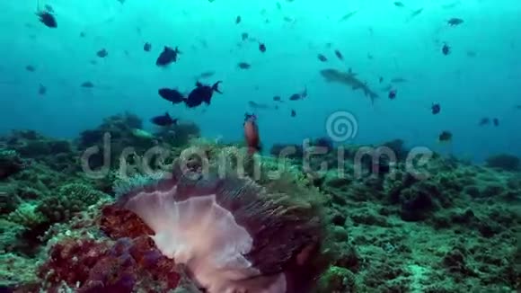 晚上海底的海葵和小丑鱼视频的预览图