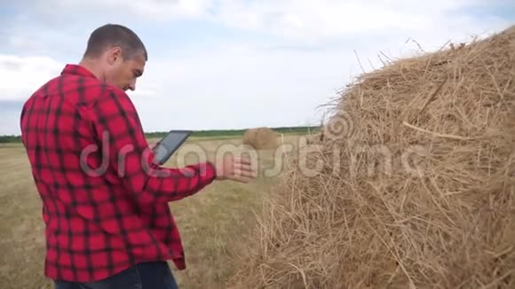 智慧农业理念农夫在数字平板电脑上的田野里研究干草堆慢速视频视频的预览图