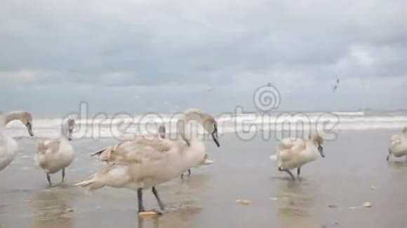 天鹅冬海候鸟视频的预览图