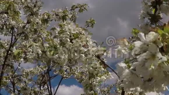 风中开花苹果树视频的预览图