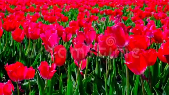 春天美丽的日子里田野里的郁金香视频的预览图