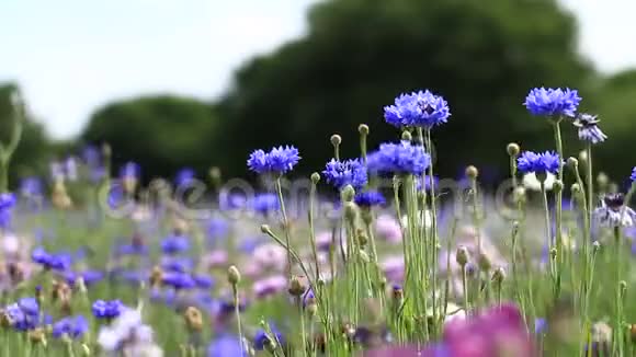 东京TachikawaShowakinen公园花圃视频的预览图