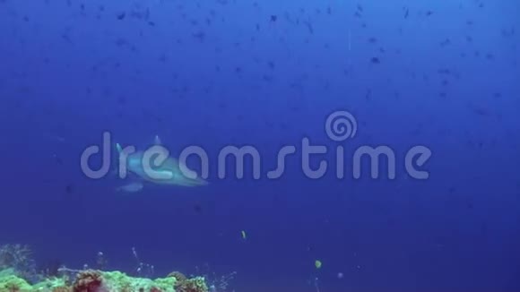 晚上海底的海葵和小丑鱼视频的预览图