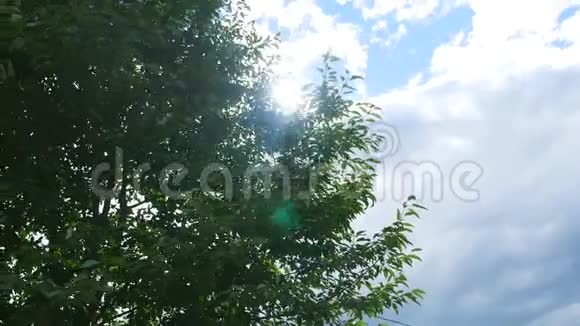 太阳穿过树枝视频的预览图