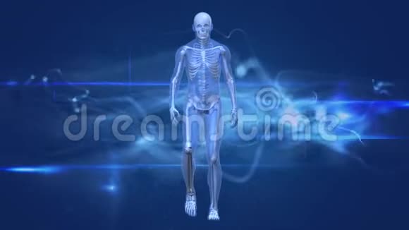 人体解剖行走视频的预览图