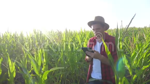 智慧农耕概念慢动作视频生活方式Agronomist手持平板电脑触摸板电脑在玉米地是视频的预览图