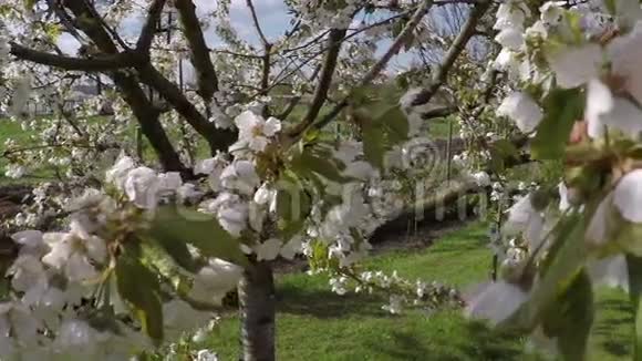 风中开花苹果树视频的预览图