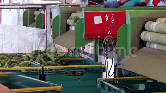 生产工厂酸洗用黄瓜视频的预览图