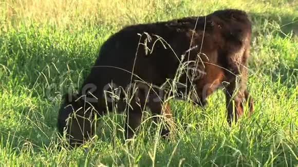 吃草的牛内陆澳大利亚视频的预览图