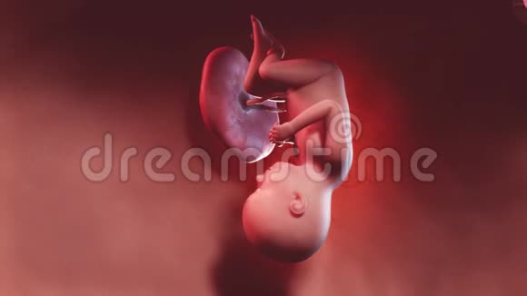 人类胎儿第37周视频的预览图