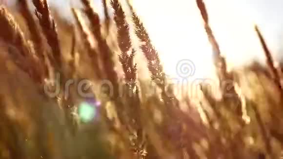 草地日落剪影草地日落日落时把麦田收起来日落草地背景视频的预览图