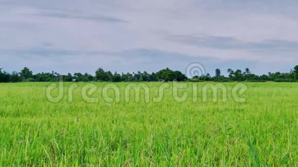 泰国茉莉花稻田视频的预览图