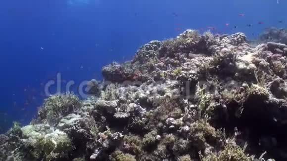 不同珊瑚背景下的鱼群红海视频的预览图