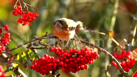 在冬季羽毛中觅食浆果的鸣禽鸣禽视频的预览图
