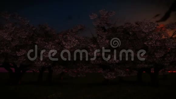 樱桃树和日出时间流逝视频的预览图