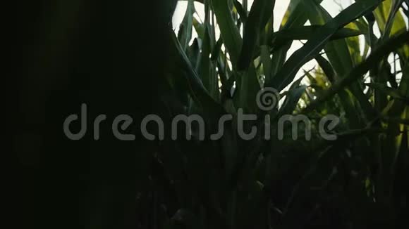 在玉米地上日落太阳下的玉米视频的预览图