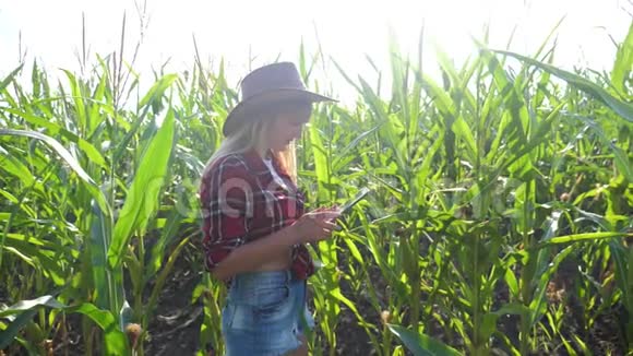 智慧农业慢动作视频概念女孩农学家在玉米地里持有平板电脑触摸板电脑的生活方式视频的预览图