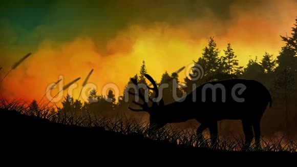 山上的鹿剪影绯红的日出视频的预览图