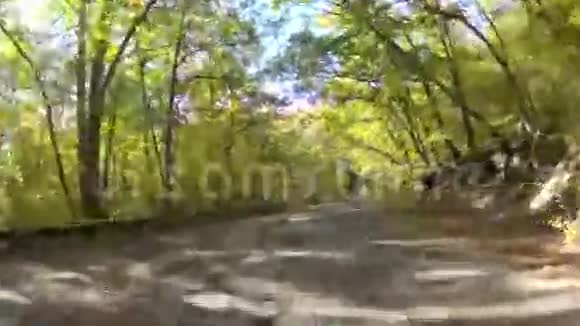 初秋穿过森林的老路视频的预览图
