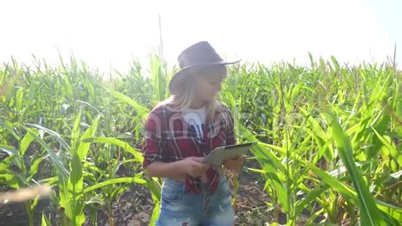 智慧农业慢动作视频概念女孩农学家手持平板电脑触摸板电脑在玉米地的生活方式是视频的预览图