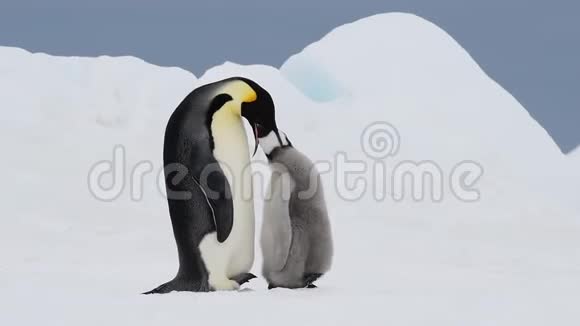 帝企鹅和小鸡在南极洲视频的预览图