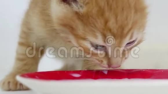 小猫从宠物碟子里喝牛奶视频的预览图