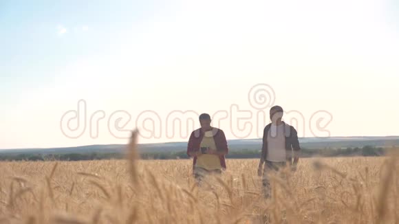 团队合作智能养殖慢动作视频两个农民在麦田工作农民探索正在研究一个男人视频的预览图