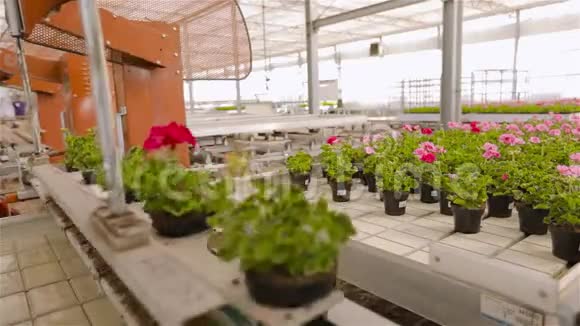 大型现代化温室中的传送带温室中用于种花的自动化机器视频的预览图