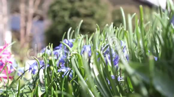 美丽的蓝色春花在风中镜头视频的预览图