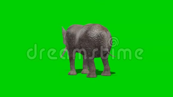 大象攻击绿色屏幕视频的预览图