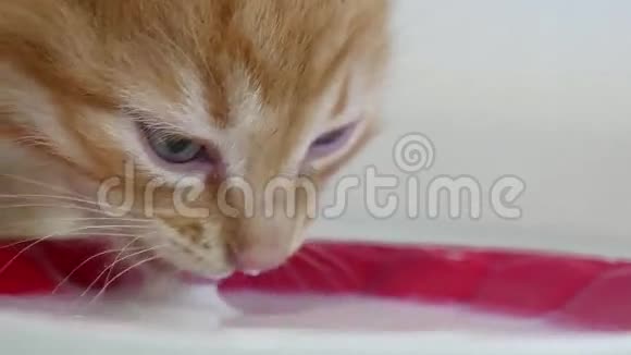 小猫可爱的宠物喝茶托的牛奶视频的预览图