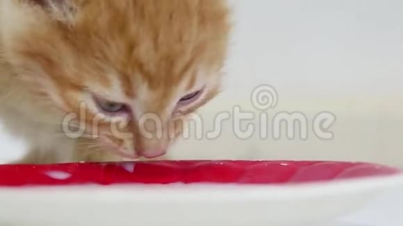 小猫从一只茶托宠物喝牛奶视频的预览图