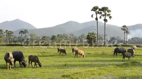 泰国农村地区的亚洲水牛集团视频的预览图