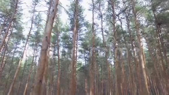 穿过树林视频的预览图