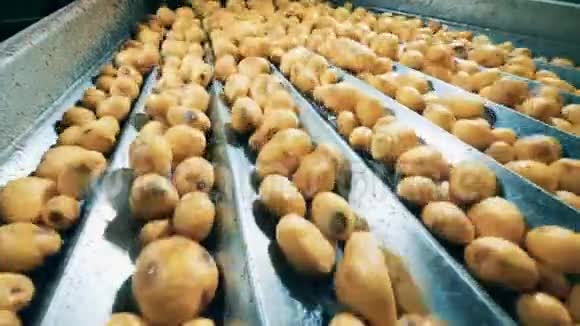 新鲜土豆在传送带中移动视频的预览图