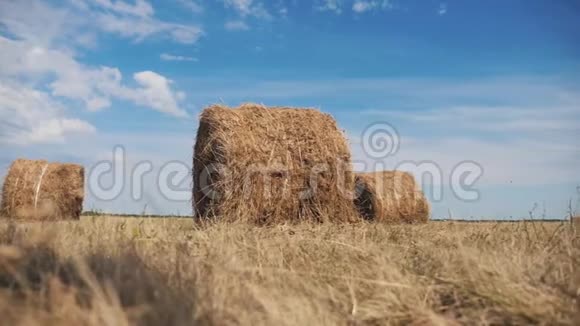 农业养殖概念慢动作视频生活方式下麦田里的干草堆美丽的蓝色多云的天空视频的预览图