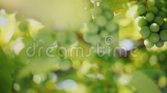 一束绿色葡萄在藤蔓上视频的预览图