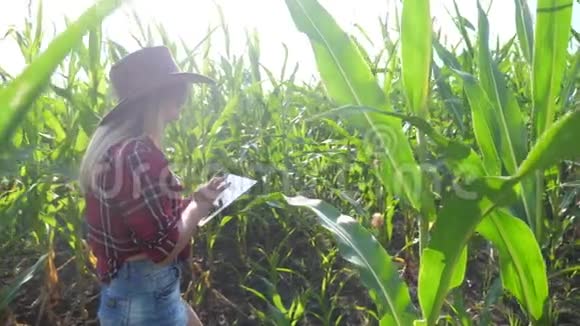 智慧农业慢动作视频概念生活方式女孩农学家在玉米地里拿着平板电脑触摸板电脑视频的预览图