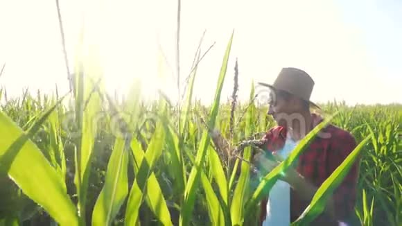 智慧农耕概念慢动作视频农学家在玉米地里拿着平板电脑正在研究视频的预览图