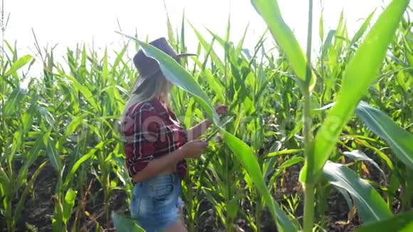 智慧农业慢动作视频概念女孩农学家在玉米地里持有平板电脑触摸板生活方式电脑视频的预览图