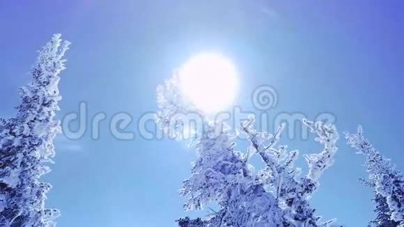 冬天的树木在山上覆盖着新鲜的雪缓慢地运动1920x1080视频的预览图