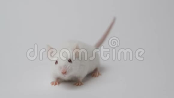 白色背景上的白色鼠标视频的预览图