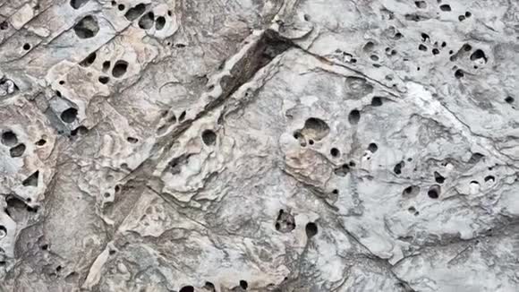 树皮被时间侵蚀的细节一个有几百年历史的公园的植物时间造成的树皮纹理和划痕视频的预览图