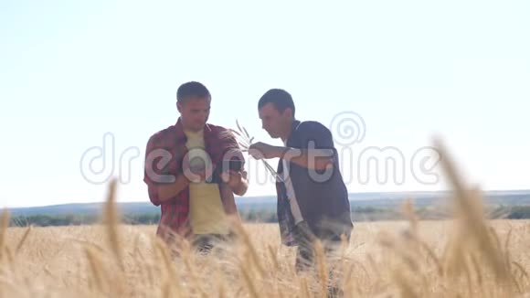 团队合作智能农业两个农民在麦田里工作农民探索正在研究数字平板小麦先生视频的预览图