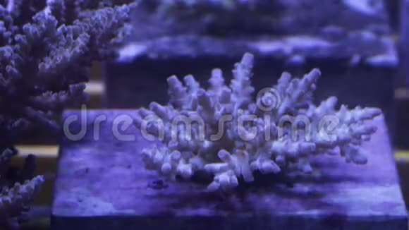 实验室珊瑚礁研究视频的预览图