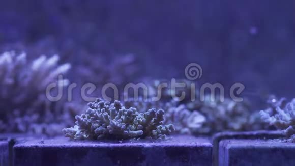 实验室珊瑚礁研究视频的预览图