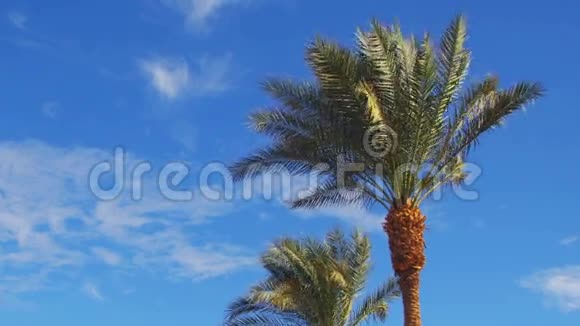 棕榈树对抗蓝天夏季背景视频的预览图